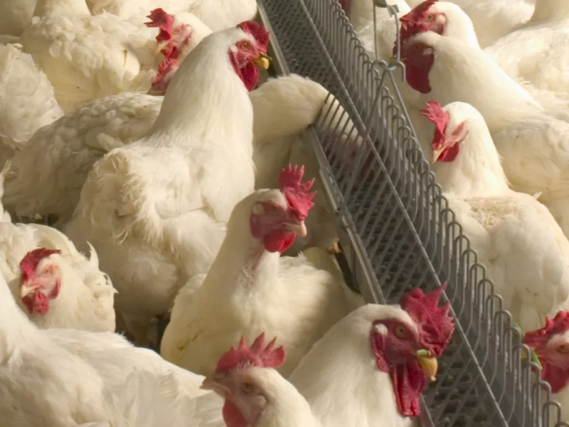 Case de Sustentabilidade – a nova granja de bisavós